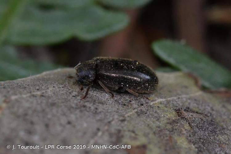 <i>Hyperisus plumbeum</i> (Illiger, 1801) © J. Touroult - LPR Corse 2019 - MNHN-CdC-AFB