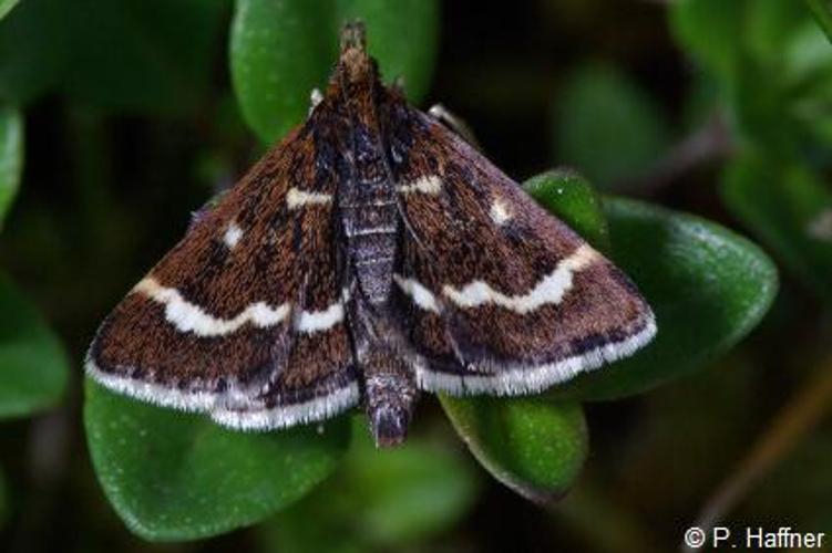 <i>Pyrausta nigrata</i> (Scopoli, 1763) © P. Haffner