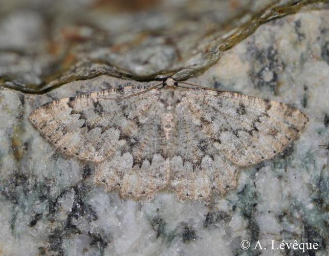 <i>Charissa obscurata bellieri</i> (Oberthür, 1913) © A. Lévêque