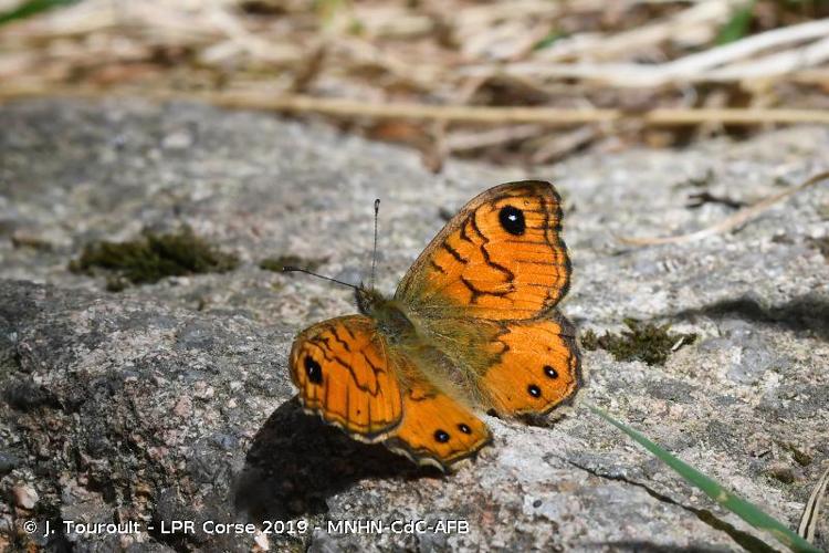 <i>Lasiommata paramegaera</i> (Hübner, 1824) © J. Touroult - LPR Corse 2019 - MNHN-CdC-AFB