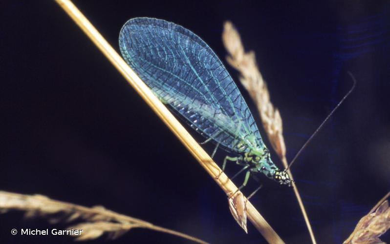 <i>Chrysopa perla</i> (Linnaeus, 1758) © Michel Garnier