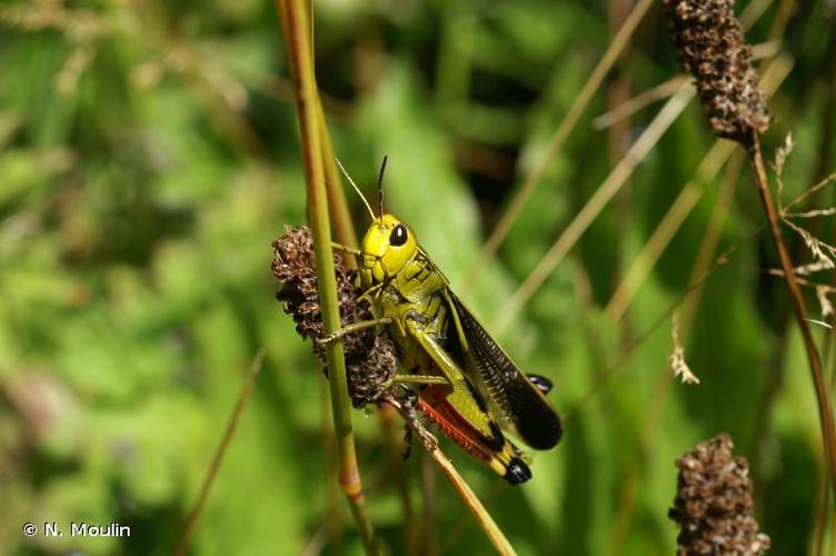 <i>Arcyptera fusca</i> (Pallas, 1773) © N. Moulin