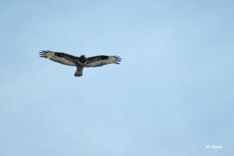 <i>Buteo lagopus</i> (Pontoppidan, 1763) © J.P. Siblet