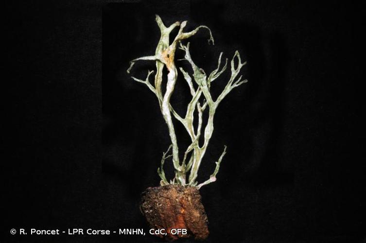 <i>Ramalina calicaris</i> (L.) Fr., 1824 © R. Poncet - LPR Corse - MNHN, CdC, OFB