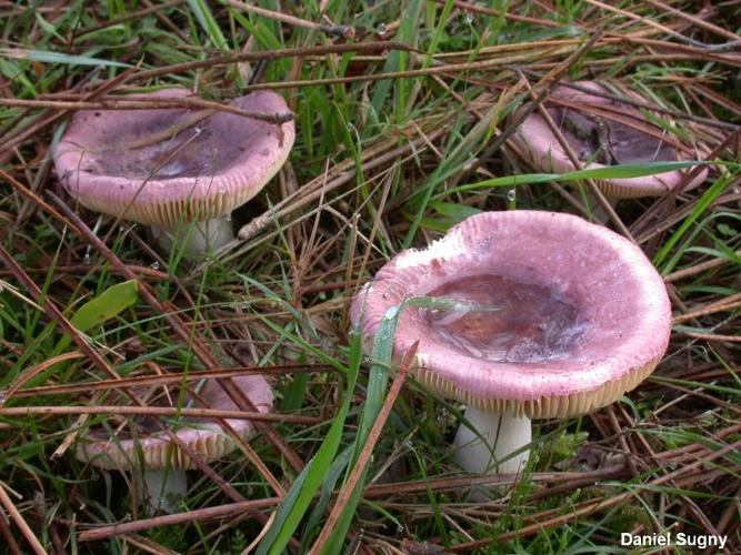 <i>Russula turci</i> Bres. © D. Sugny