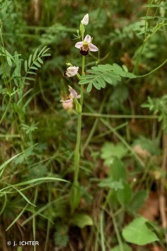 <i>Ophrys scolopax</i> Cav., 1793 © J. ICHTER