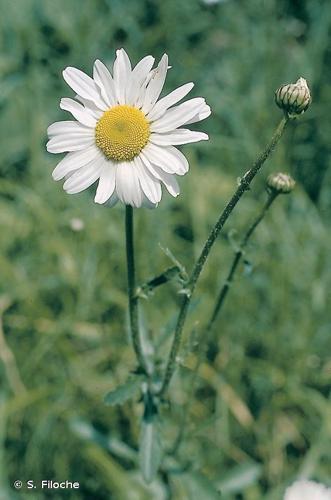 <i>Leucanthemum vulgare</i> Lam., 1779 © S. Filoche