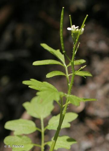 <i>Cardamine flexuosa</i> With., 1796 © S. Filoche