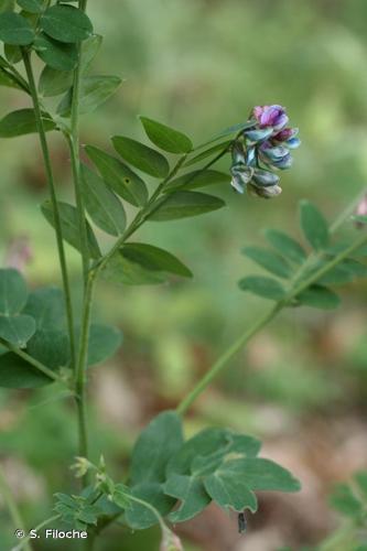 <i>Lathyrus niger</i> (L.) Bernh., 1800 © S. Filoche