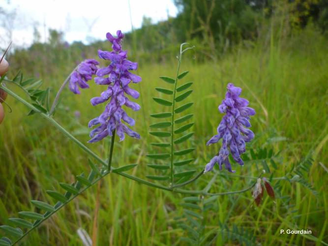 <i>Vicia tenuifolia</i> Roth, 1788 © P. Gourdain