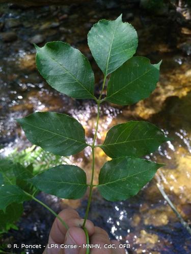 <i>Fraxinus ornus </i>L., 1753 subsp.<i> ornus</i> © R. Poncet - LPR Corse - MNHN, CdC, OFB