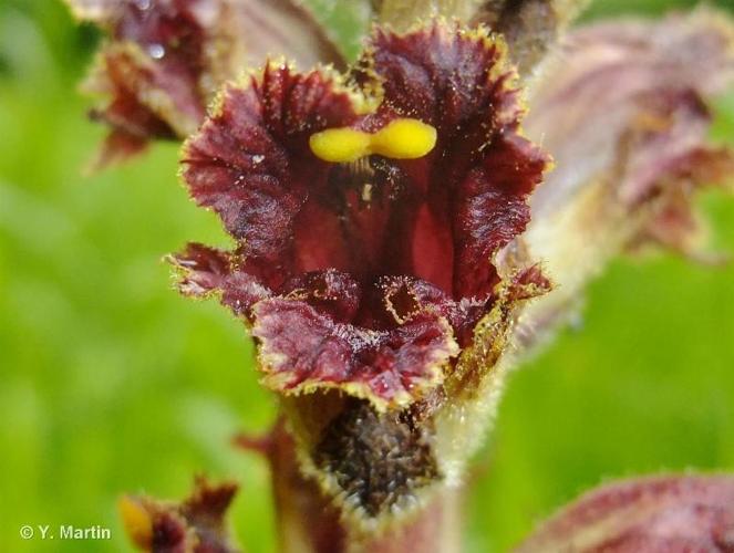 <i>Orobanche gracilis</i> Sm., 1798 © 