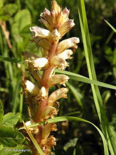 <i>Orobanche minor</i> Sm., 1797 © P. Rouveyrol