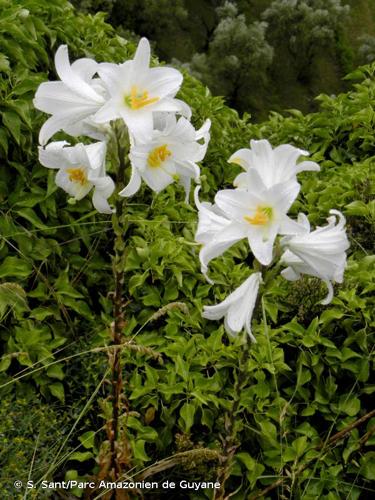 <i>Lilium candidum</i> L., 1753 © S. Sant/Parc Amazonien de Guyane