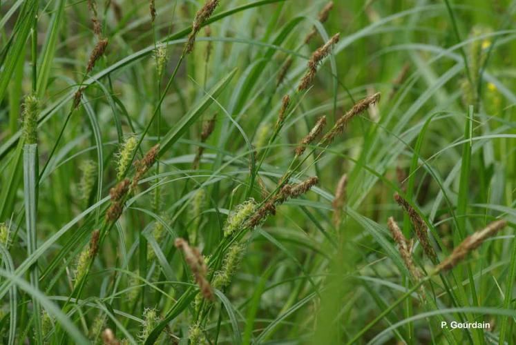 <i>Carex hirta</i> L., 1753 © P. Gourdain