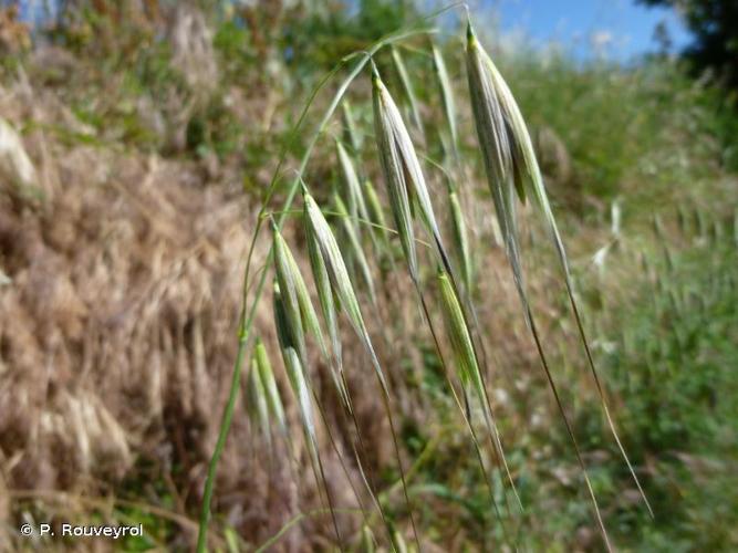 <i>Avena barbata</i> Pott ex Link, 1799 © P. Rouveyrol