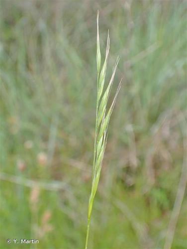 <i>Vulpia bromoides</i> (L.) Gray, 1821 © Y. Martin