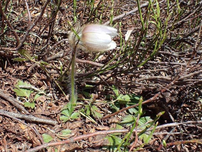 <i>Anemone vernalis</i> L., 1753 © 