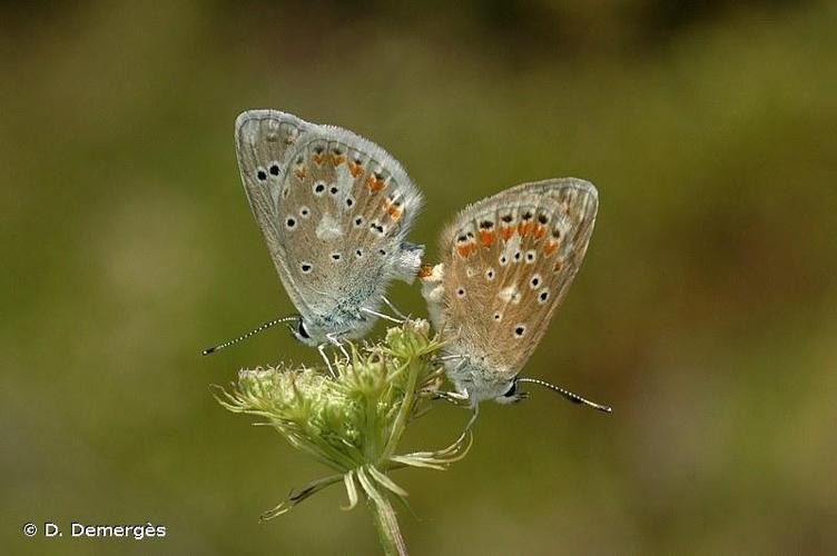 <i>Polyommatus dorylas</i> (Denis & Schiffermüller, 1775) © D. Demergès