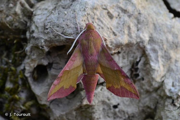 <i>Deilephila porcellus</i> (Linnaeus, 1758) © J. Touroult