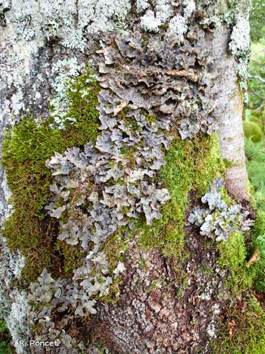 <i>Lobaria scrobiculata</i> (Scop.) DC. © A.-H. Paradis & R. Poncet