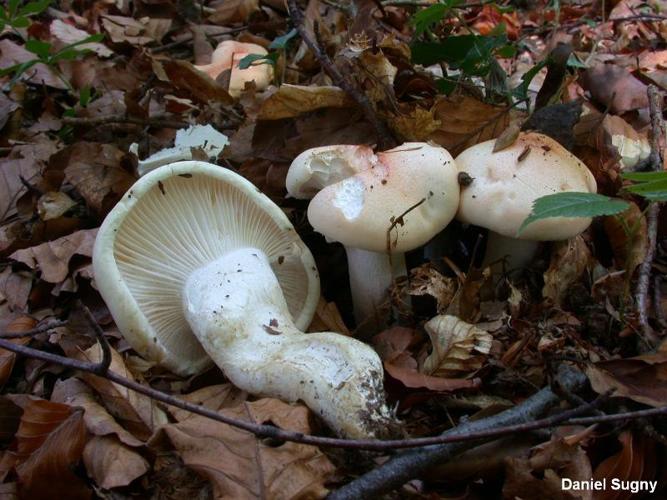 <i>Hygrophorus poetarum</i> Heim © D. Sugny