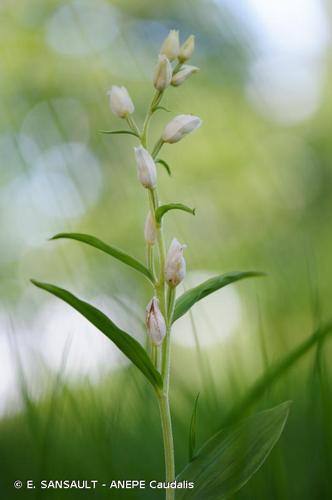 <i>Cephalanthera damasonium</i> (Mill.) Druce, 1906 © E. SANSAULT - ANEPE Caudalis