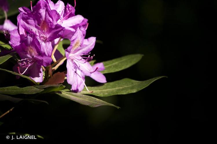 <i>Rhododendron ponticum </i>subsp.<i> baeticum</i> (Boiss. & Reut.) Hand.-Mazz., 1909 © J. LAIGNEL