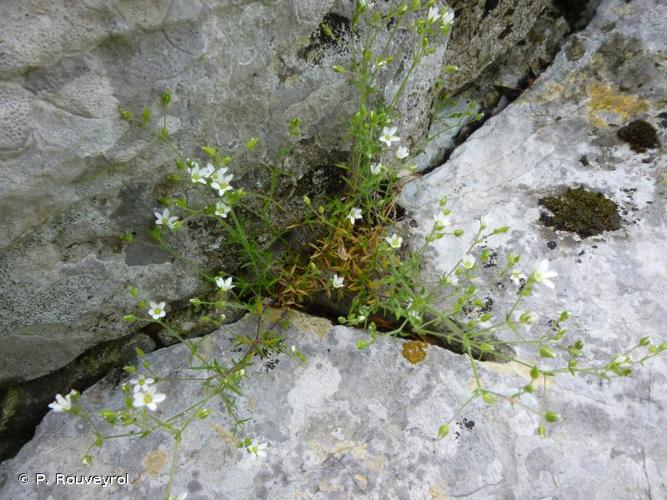 <i>Arenaria hispida</i> L., 1753 © P. Rouveyrol