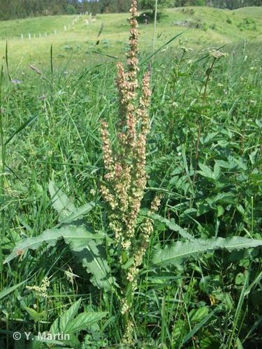 <i>Rumex crispus</i> L., 1753 © 