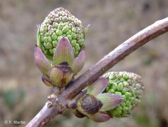 <i>Sambucus racemosa</i> L., 1753 © 