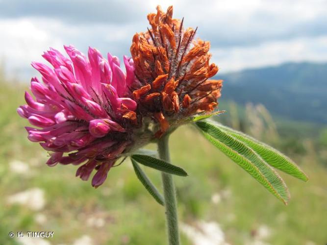 <i>Trifolium alpestre</i> L., 1763 © H. TINGUY