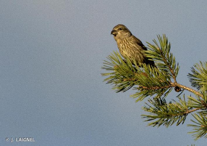 <i>Loxia pytyopsittacus</i> Borkhausen, 1793 © J. LAIGNEL