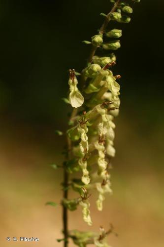 <i>Teucrium scorodonia</i> L., 1753 © S. Filoche