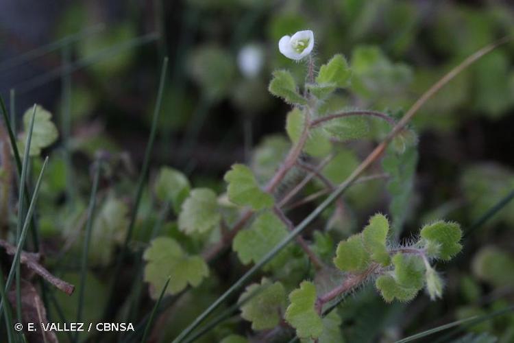 <i>Veronica cymbalaria</i> Bodard, 1798 © E. VALLEZ / CBNSA