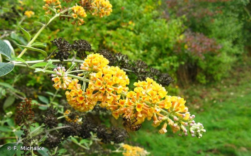 <i>Buddleja </i>x<i> weyeriana</i> Weyer, 1920 © F. Michalke