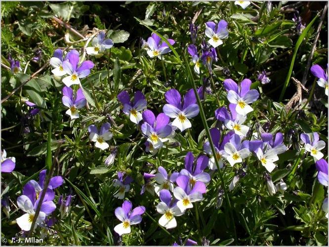 <i>Viola tricolor </i>L., 1753 subsp.<i> tricolor</i> © 