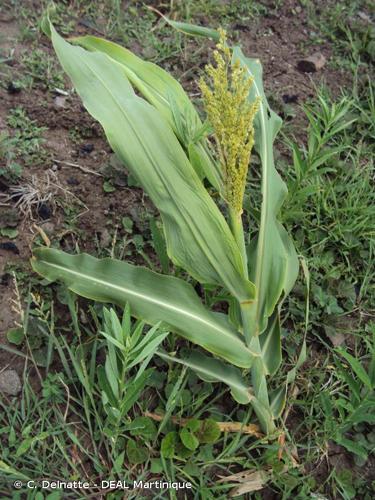 <i>Zea mays</i> L., 1753 © C. Delnatte - DEAL Martinique