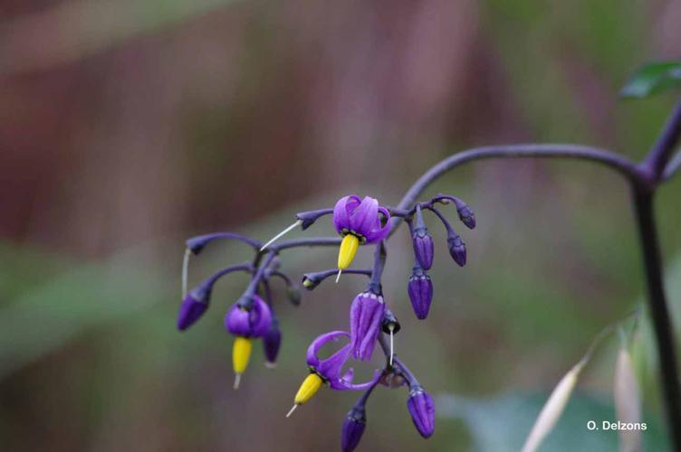 <i>Solanum dulcamara</i> L., 1753 © O. Delzons