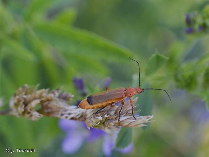 <i>Rhagonycha fulva</i> (Scopoli, 1763) © J. Touroult