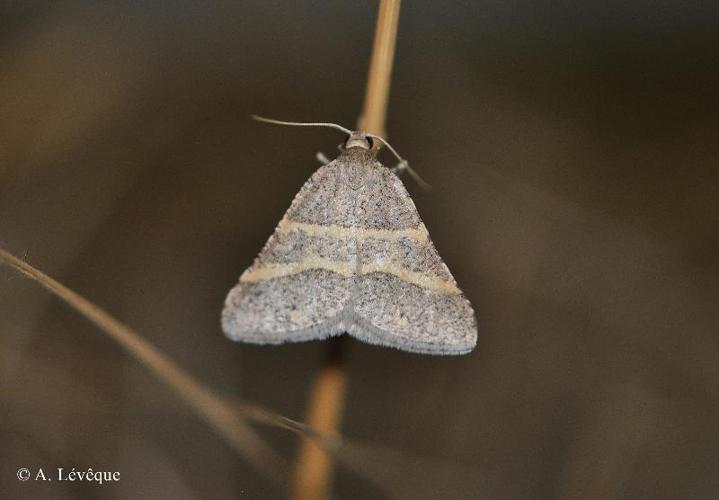 <i>Perigune narbonea</i> (Linnaeus, 1767) © A. Lévêque