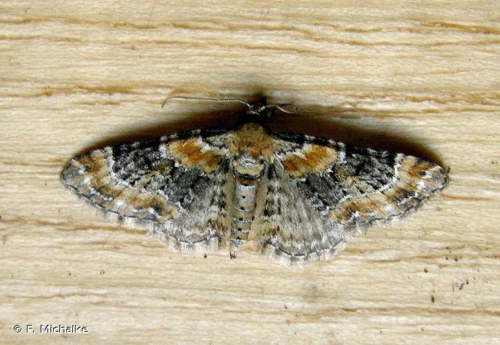 <i>Eupithecia pulchellata</i> Stephens, 1831 © F. Michalke