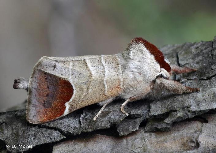 <i>Clostera curtula</i> (Linnaeus, 1758) © D. Morel