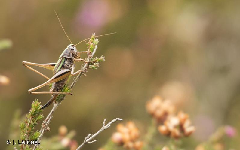 <i>Metrioptera brachyptera</i> (Linnaeus, 1760) © J. LAIGNEL