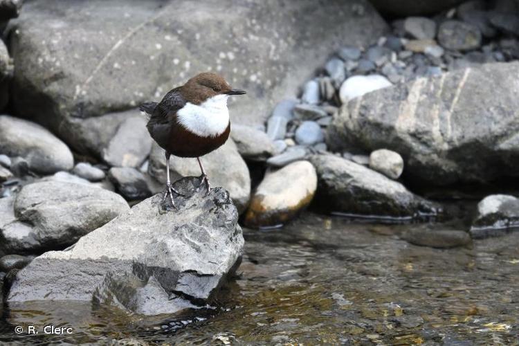 <i>Cinclus cinclus</i> (Linnaeus, 1758) © R. Clerc