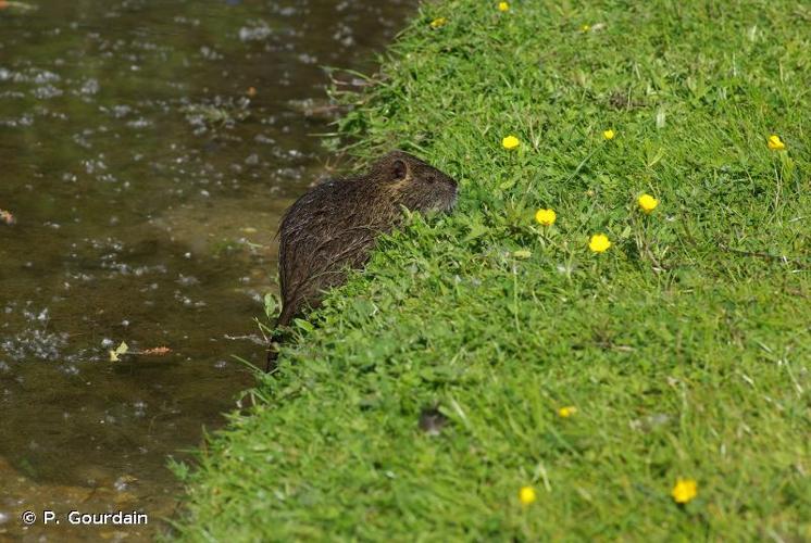 <i>Myocastor coypus</i> (Molina, 1782) © P. Gourdain