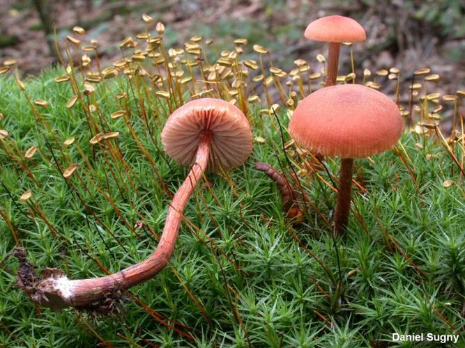 <i>Laccaria proxima</i> (Boud.) Pat. © D. Sugny