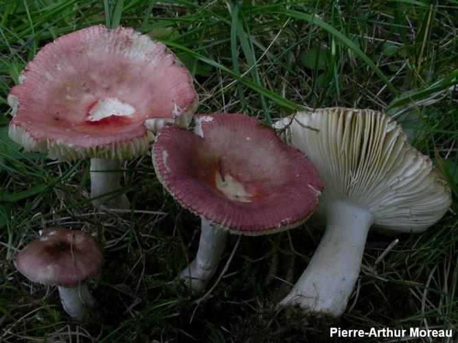 <i>Russula nitida</i> (Pers. : Fr.) Fr. © PA. Moreau