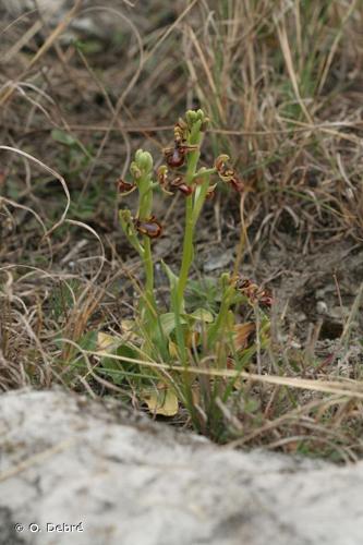 <i>Ophrys speculum</i> Link, 1799 © O. Debré