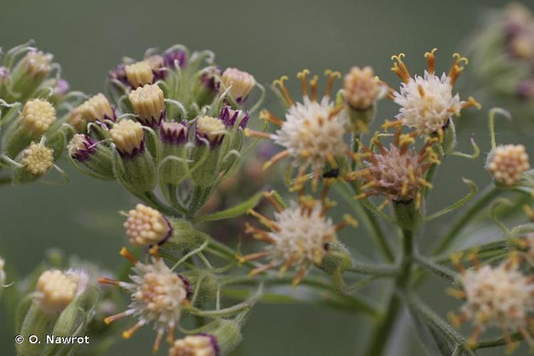 <i>Senecio cacaliaster</i> Lam., 1779 © O. Nawrot